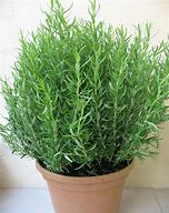 Rosemary`s active ingredients